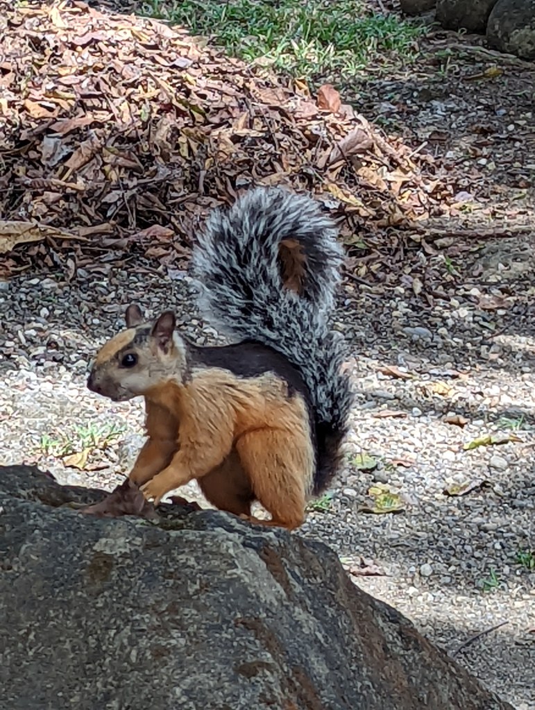 Montezuma, Costa Rica’s Variegated Squirrel 