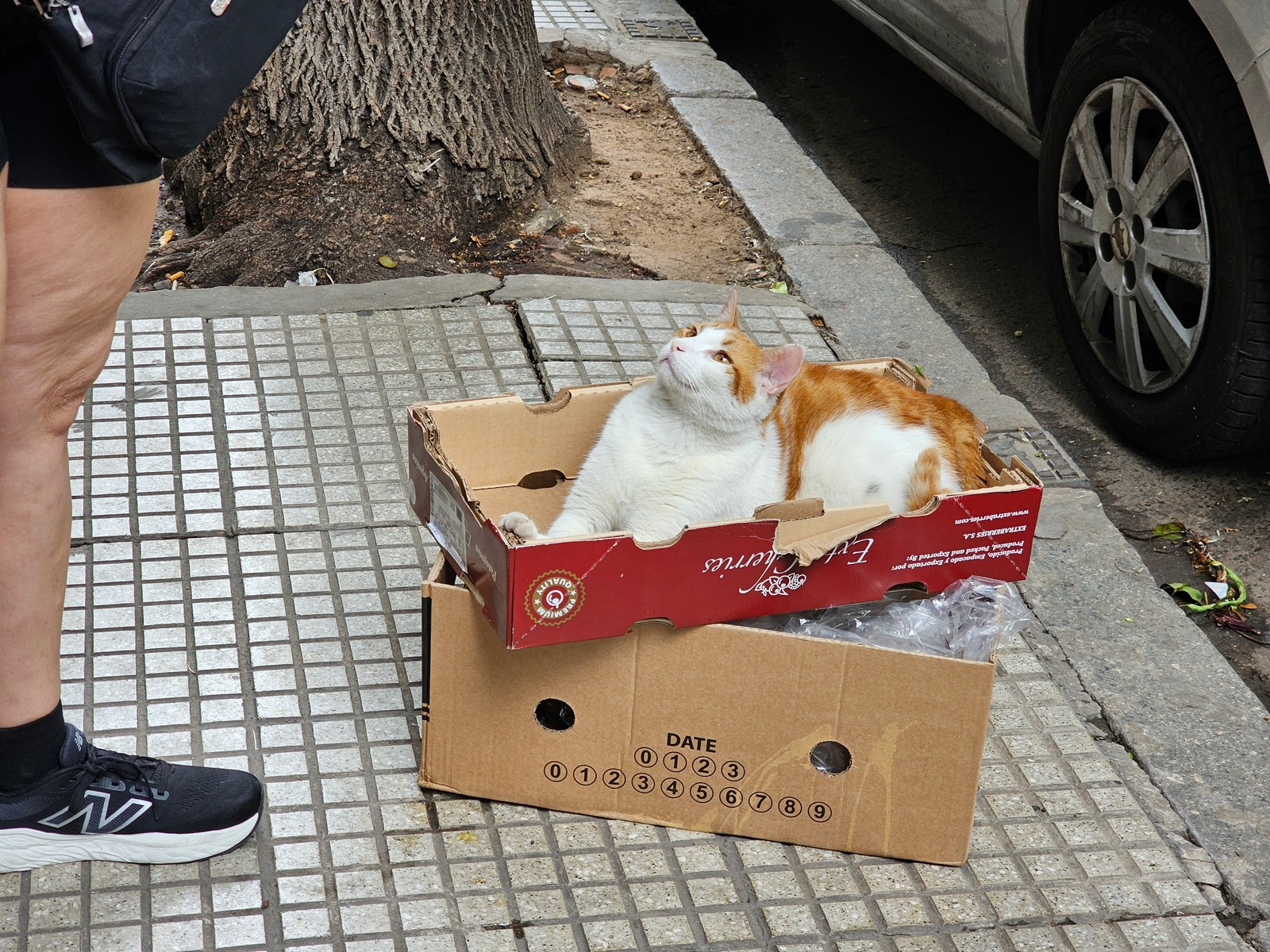 Cat resting in a cardboard box on sidewalk