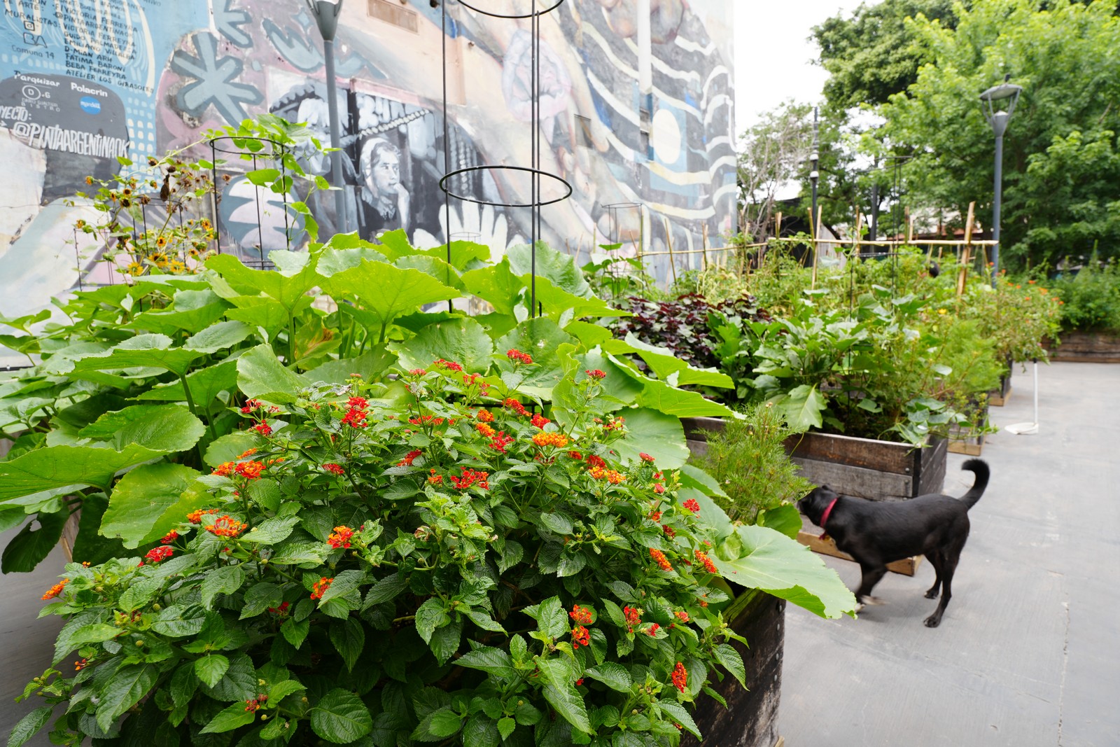 Flowering plants in a garden box