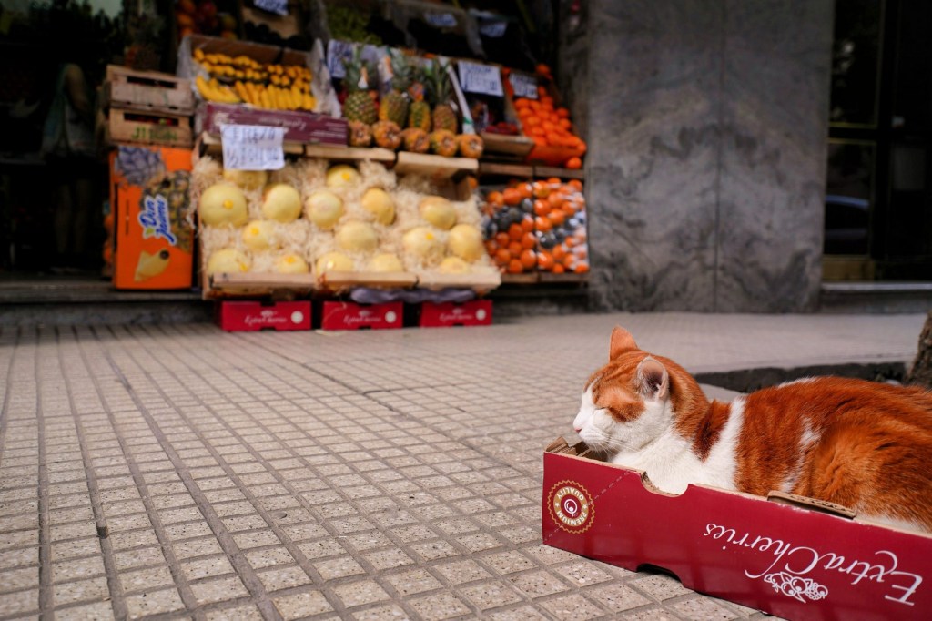 Cat resting in a cardboard box on a sidewalk named Jose